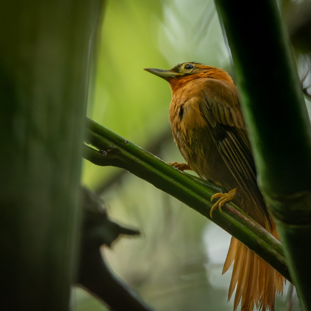 Black-capped Foliage-gleaner - Caio Osoegawa