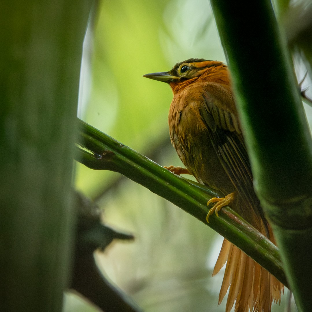 Black-capped Foliage-gleaner - Caio Osoegawa