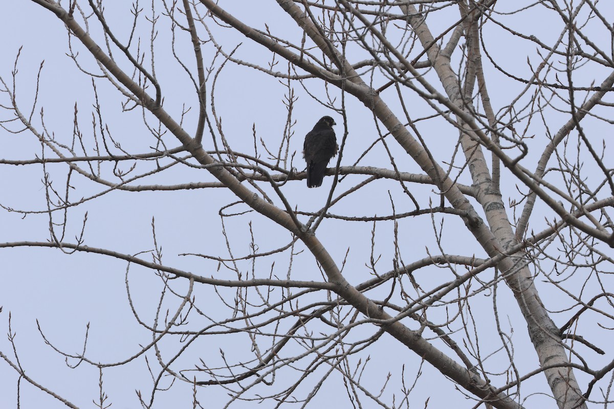 Peregrine Falcon - James  Burk