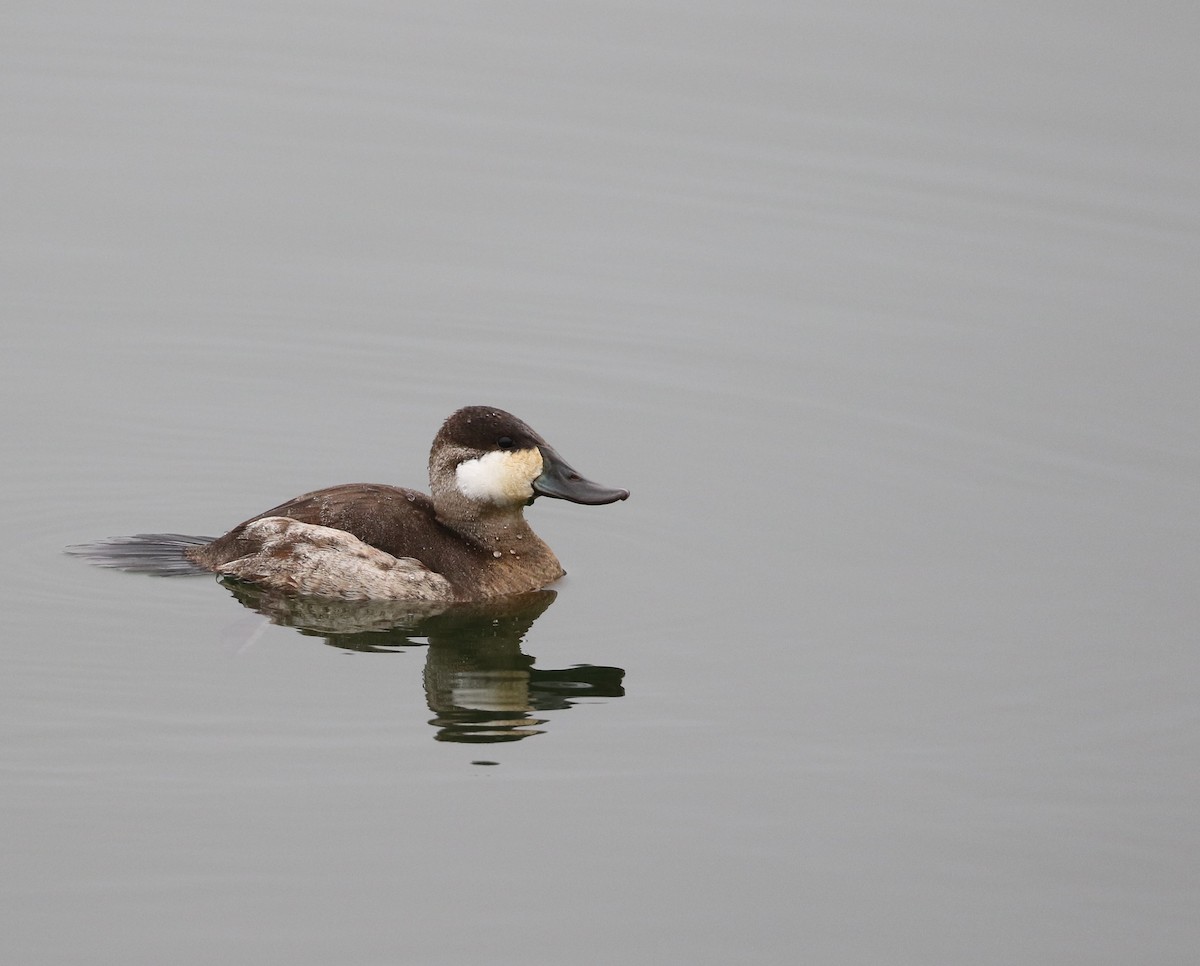 Ruddy Duck - ML612673702