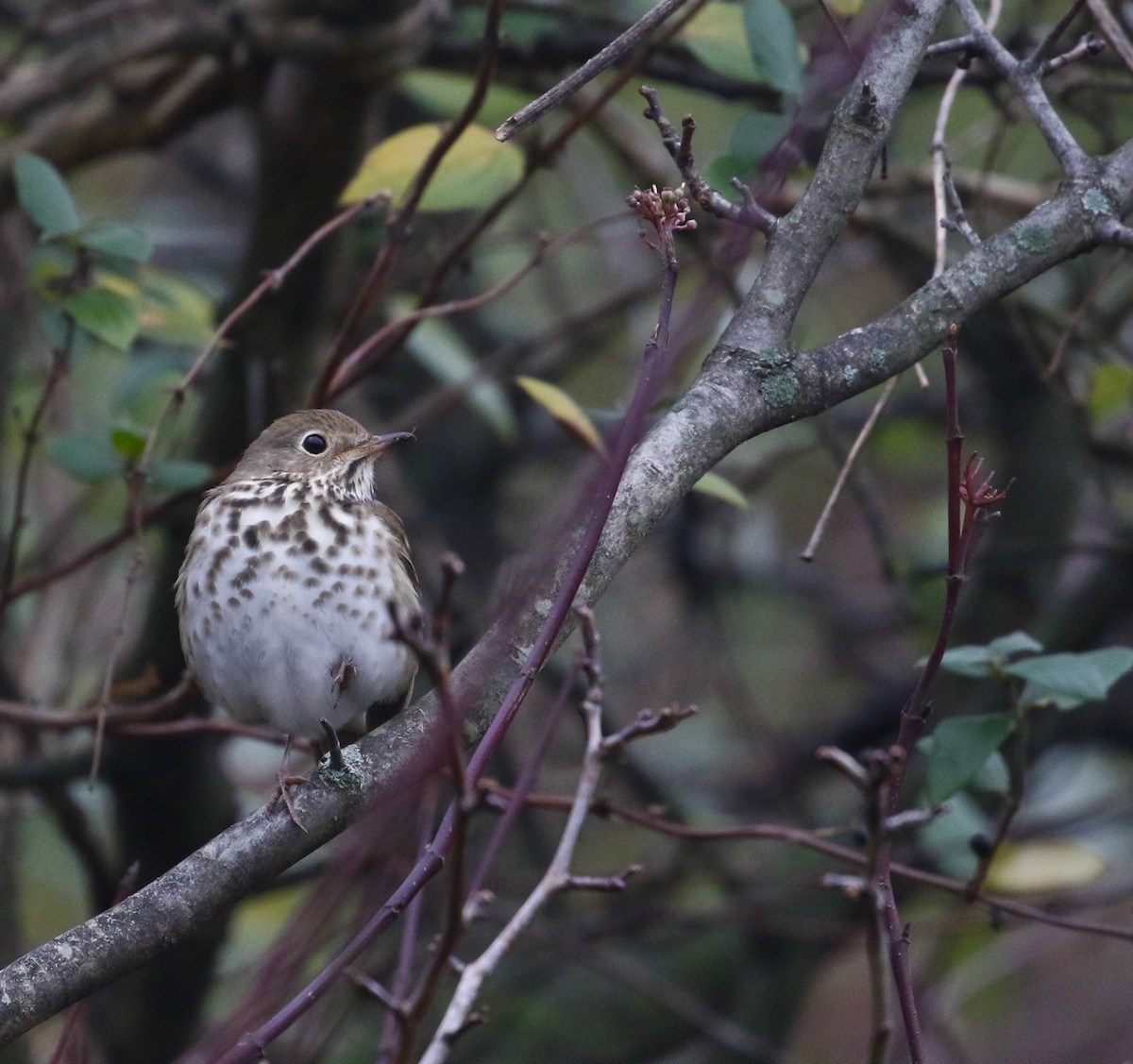 Hermit Thrush - ML612673710