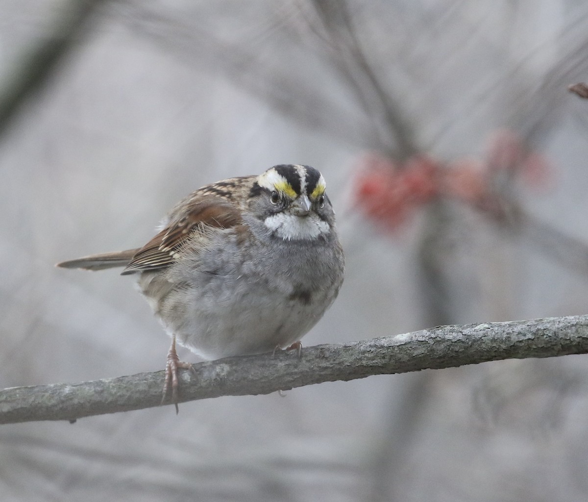 White-throated Sparrow - ML612673714