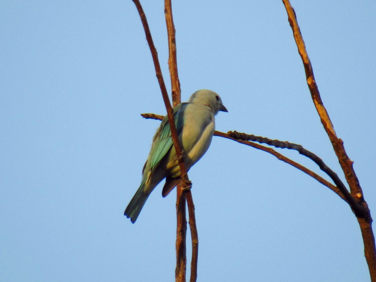 Blue-gray Tanager - ML612673784