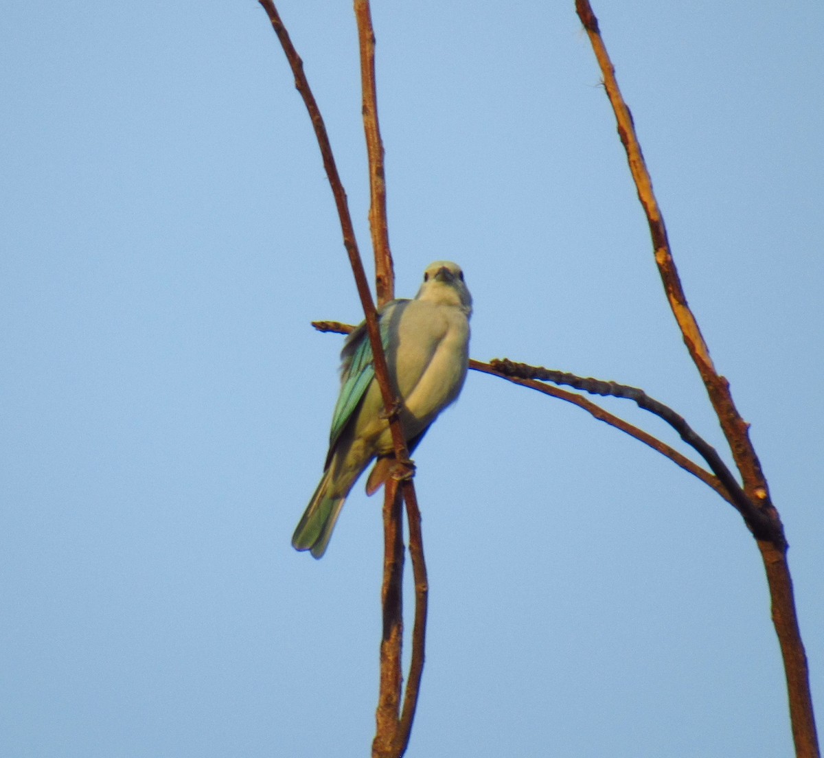 Blue-gray Tanager - ML612673787