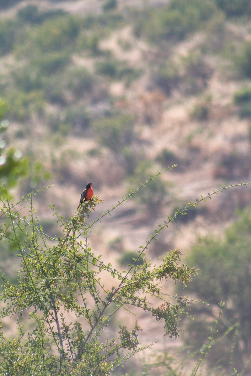 Long-tailed Meadowlark - ML612673821