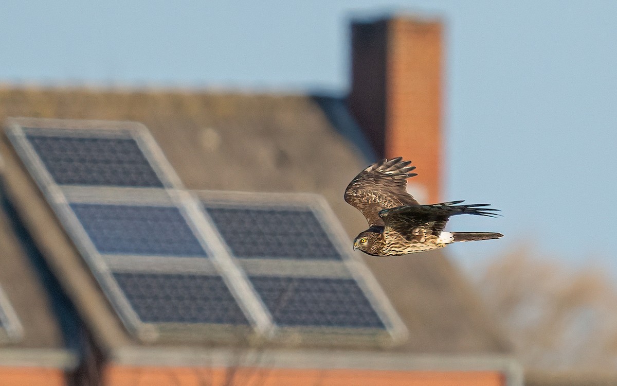 Hen Harrier - ML612673886