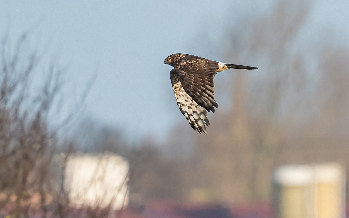 Hen Harrier - ML612673899