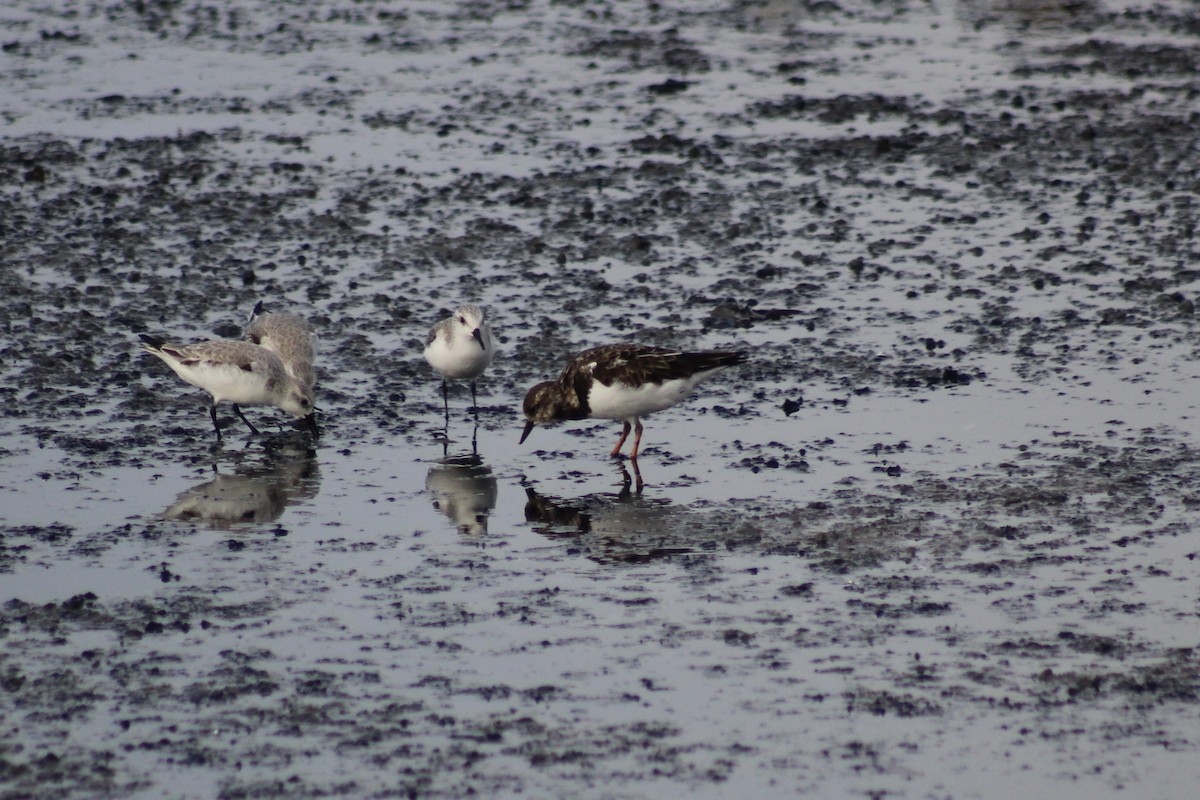 Ruddy Turnstone - ML612674135