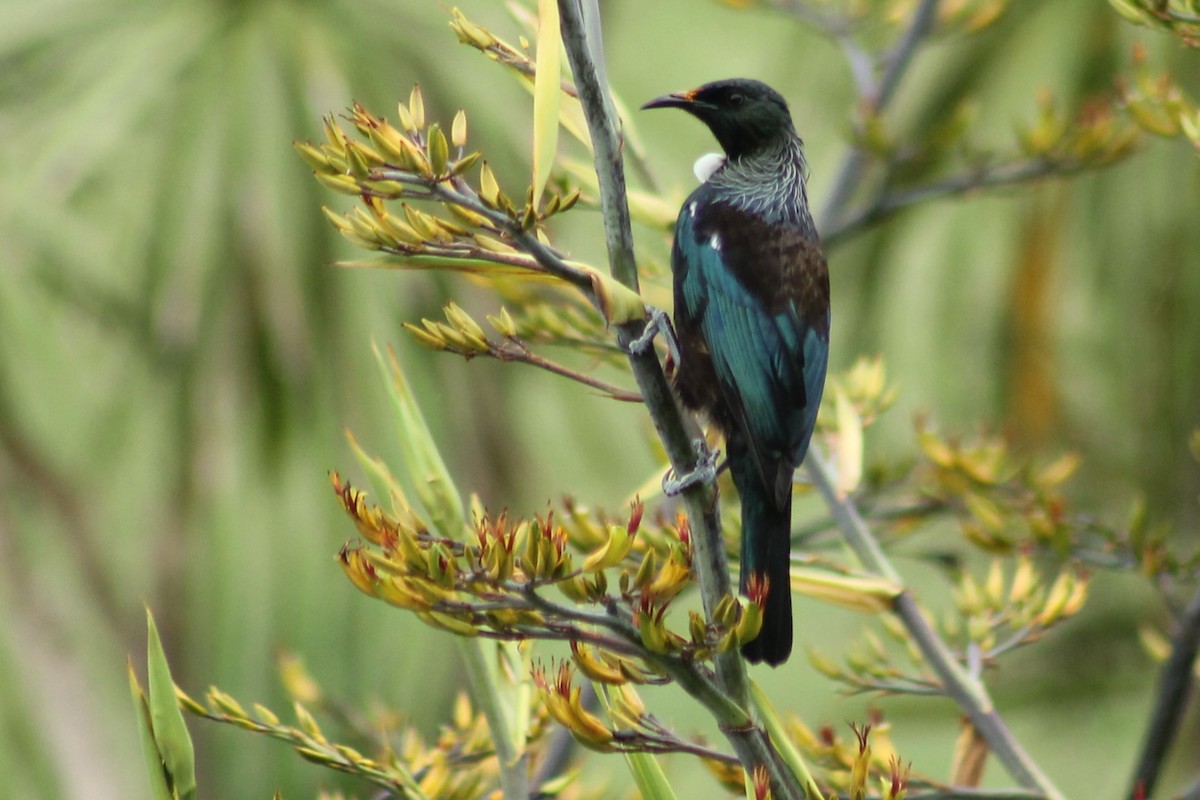 Tui - ML612674166