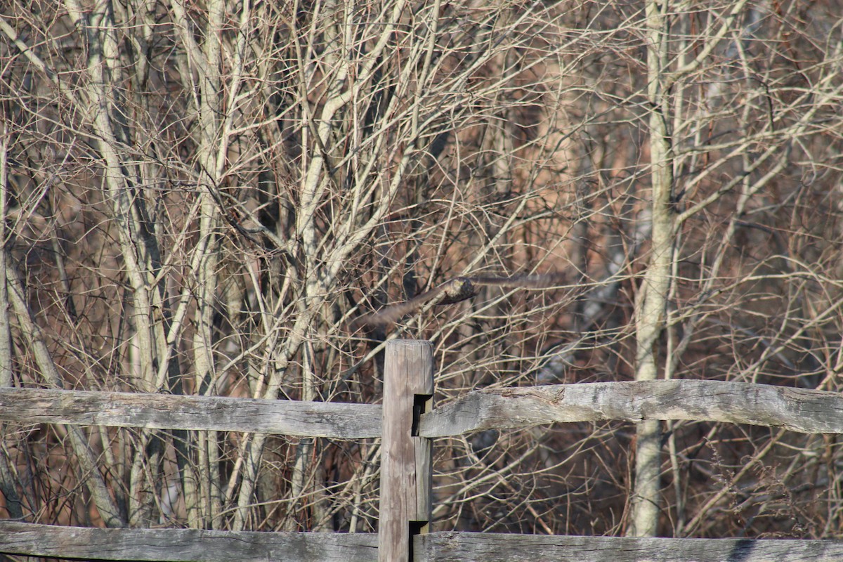 Sharp-shinned Hawk - ML612674182