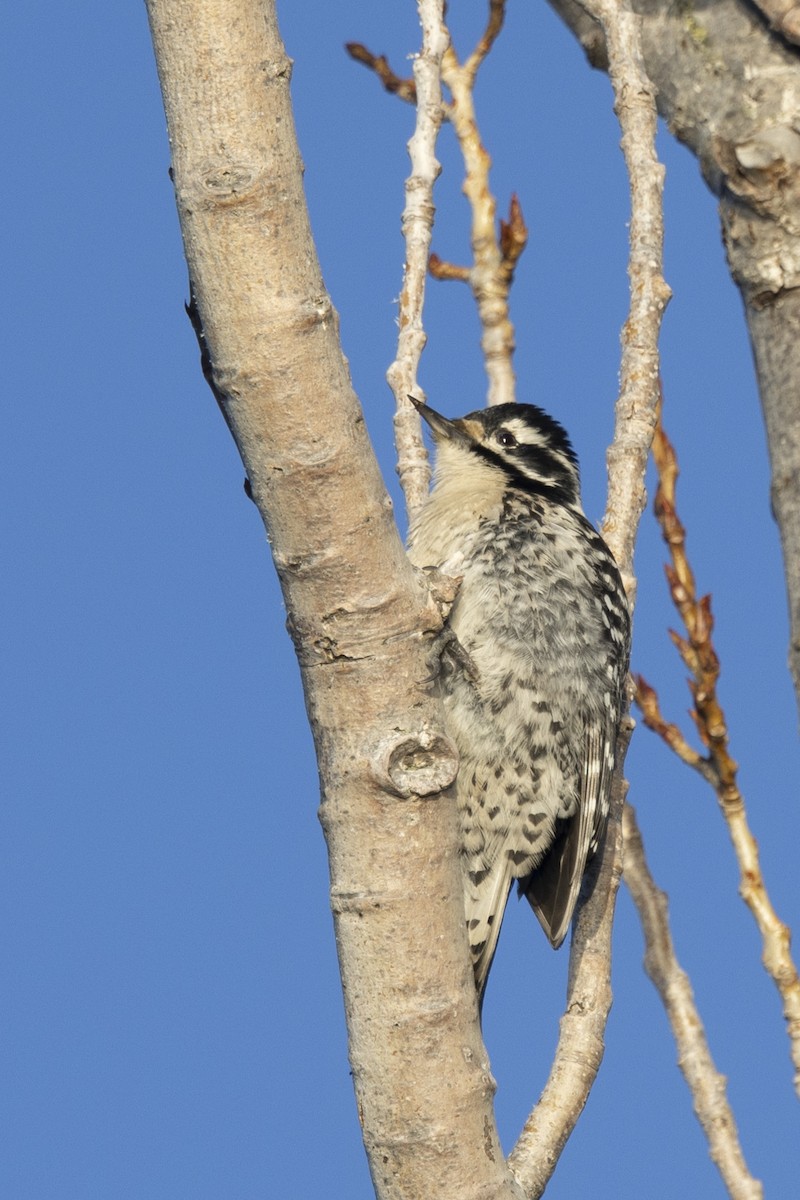 Nuttall's Woodpecker - ML612674200