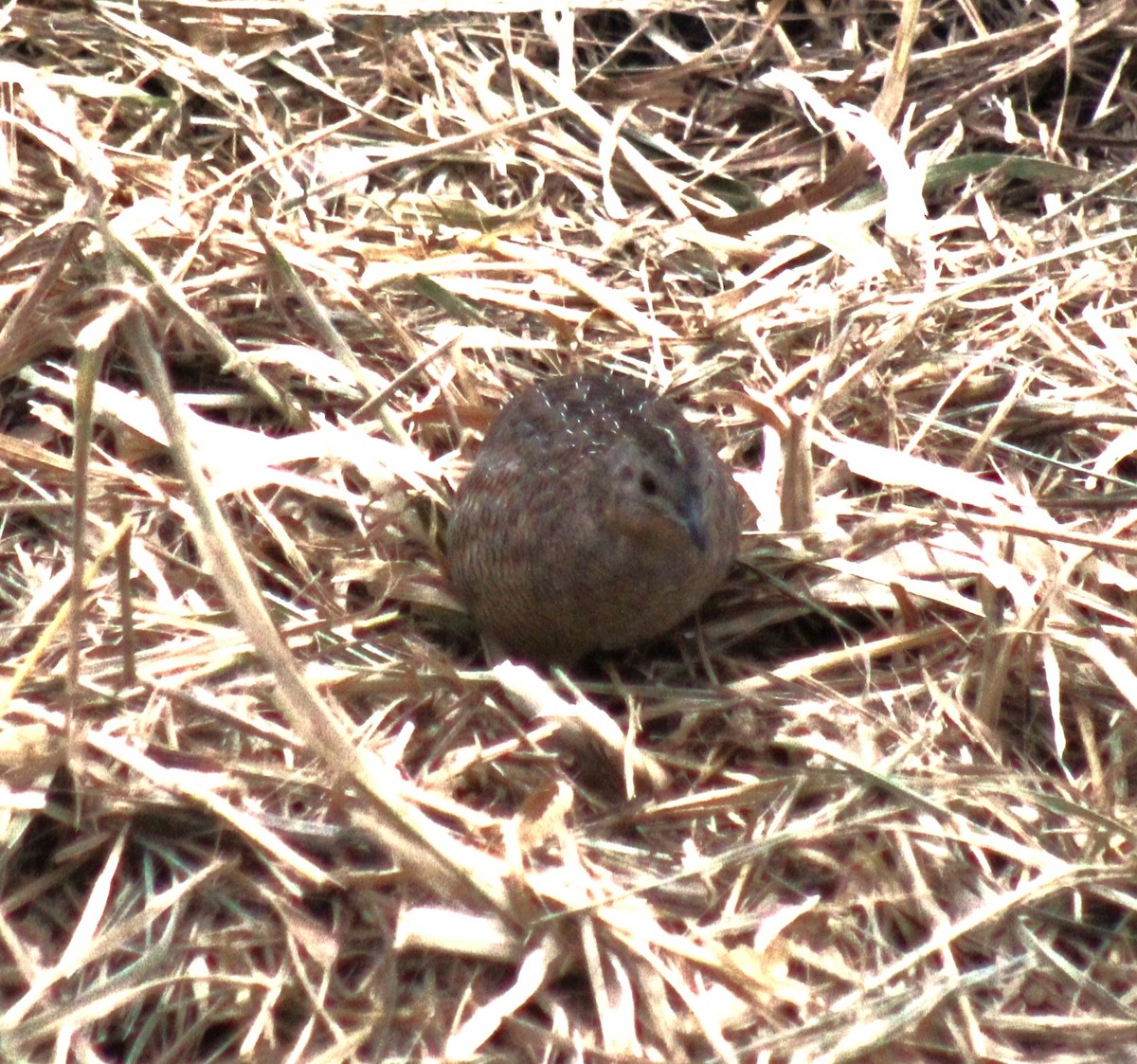 Brown Quail - ML612674222