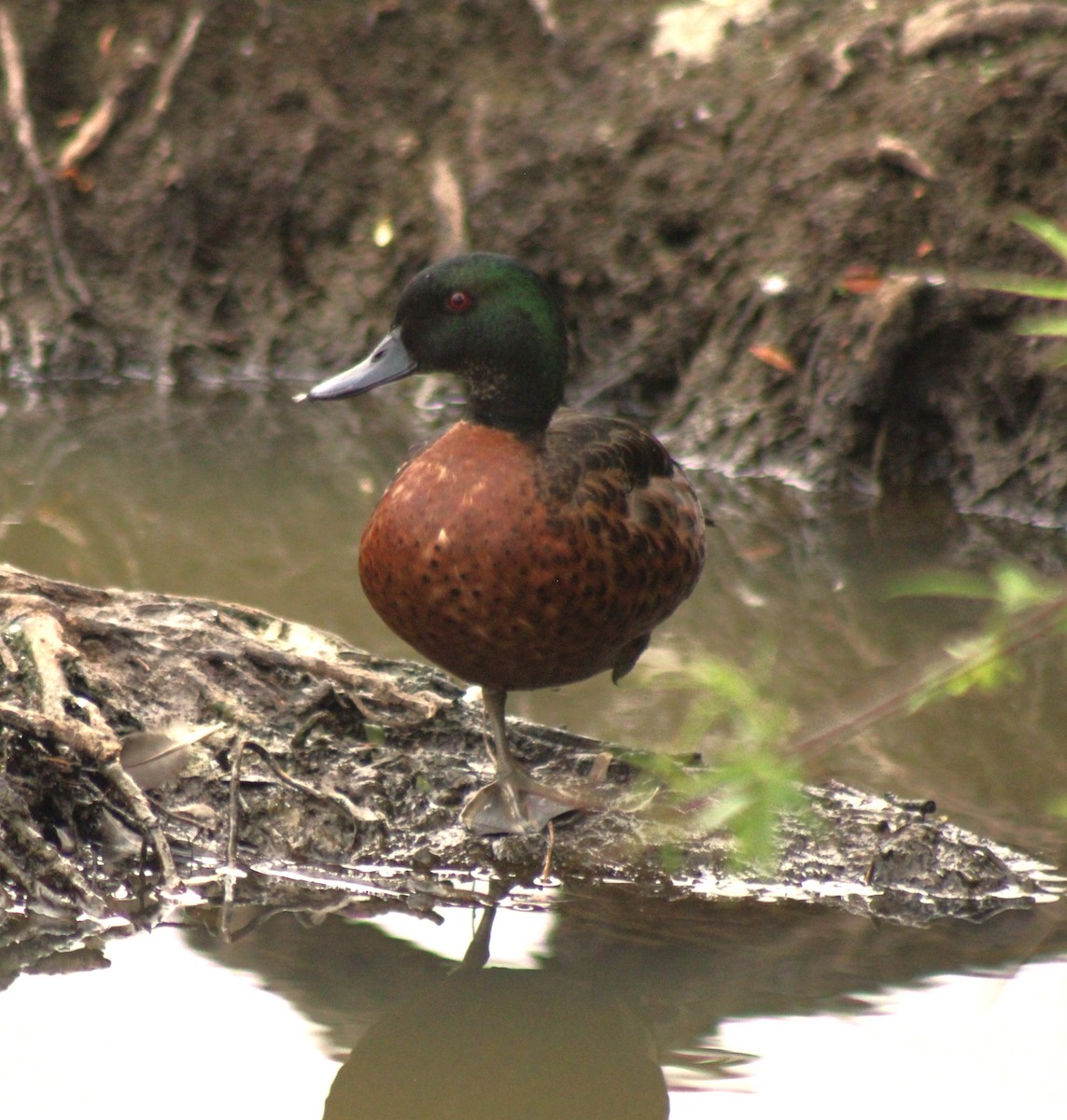 Chestnut Teal - ML612674236