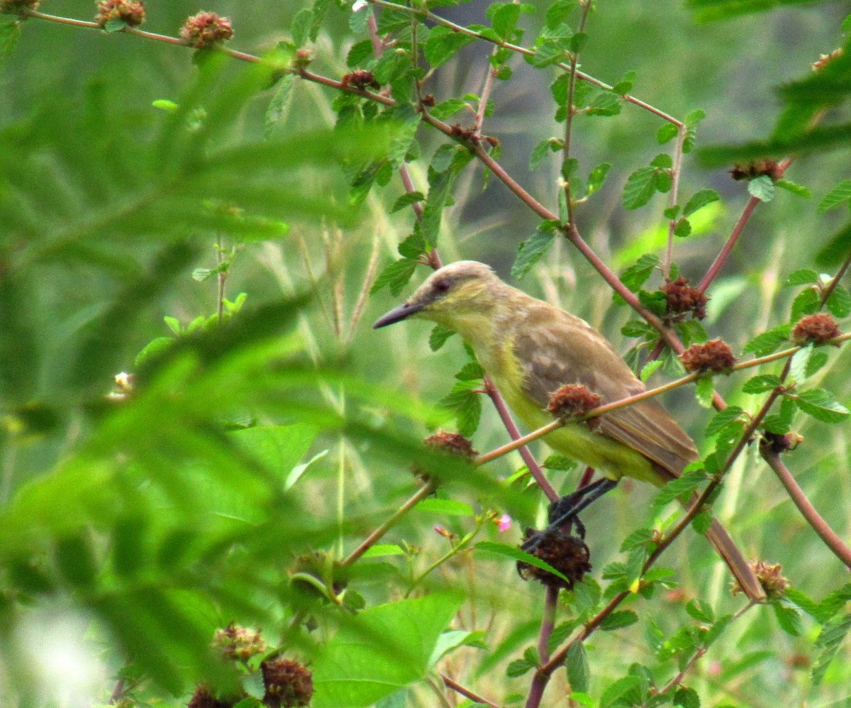 Brown-crested Flycatcher - ML612674303