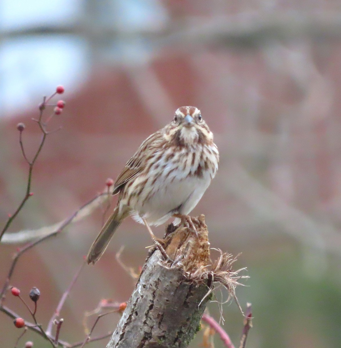 Song Sparrow - ML612674304