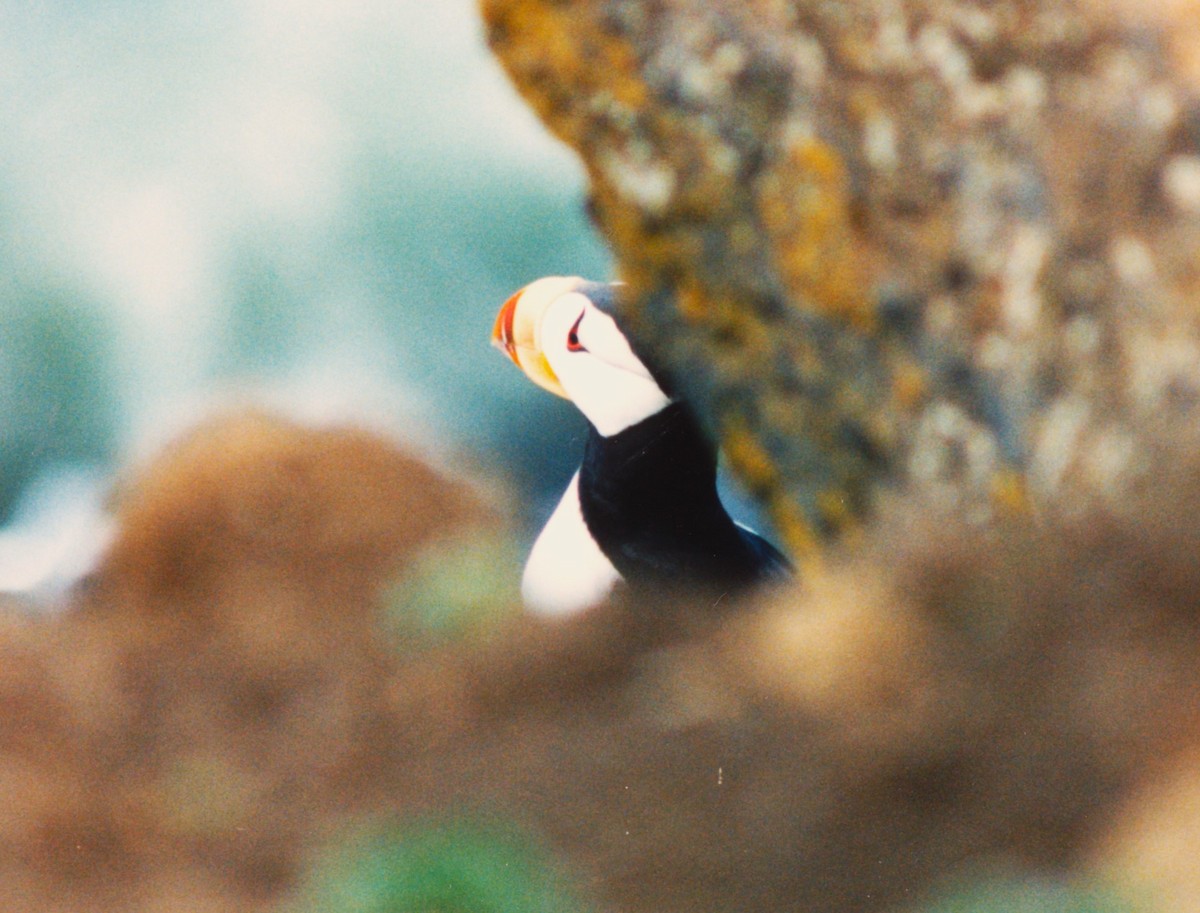 Horned Puffin - ML612674383