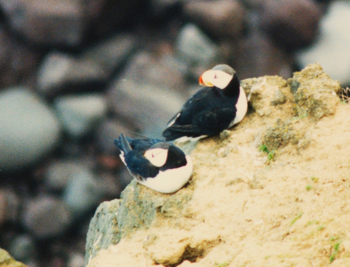 Horned Puffin - ML612674388