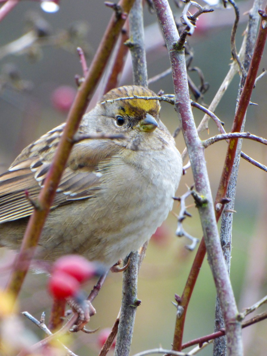 Golden-crowned Sparrow - ML612674446