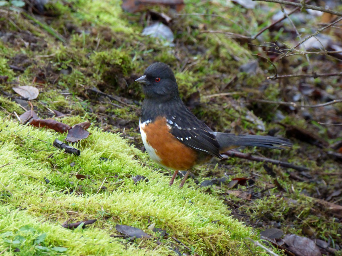 Spotted Towhee - ML612674454