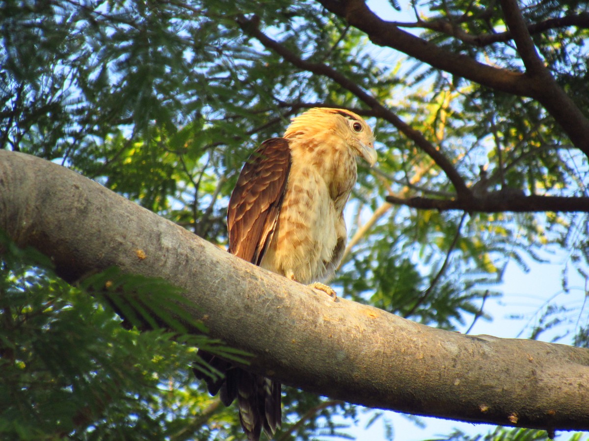 Yellow-headed Caracara - ML612674471