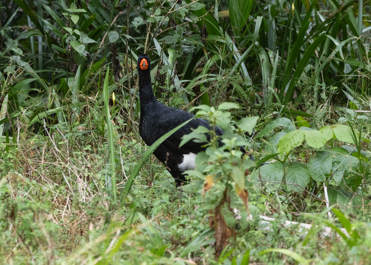 Red-billed Curassow - Silvia Faustino Linhares