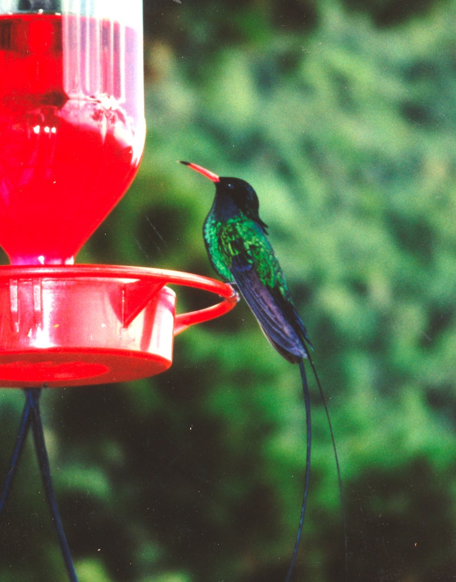 kolibřík červenozobý - ML612674485