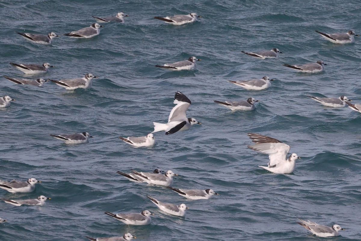 Mouette de Sabine - ML612674490