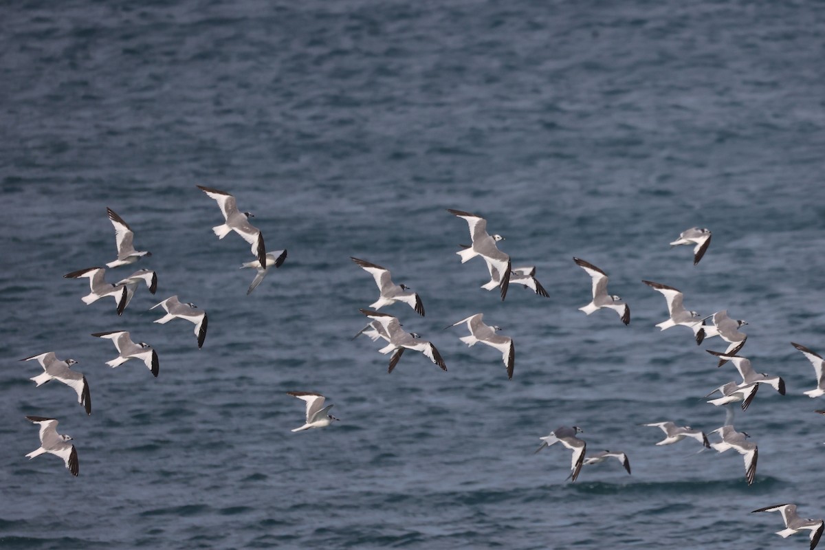 Sabine's Gull - ML612674491