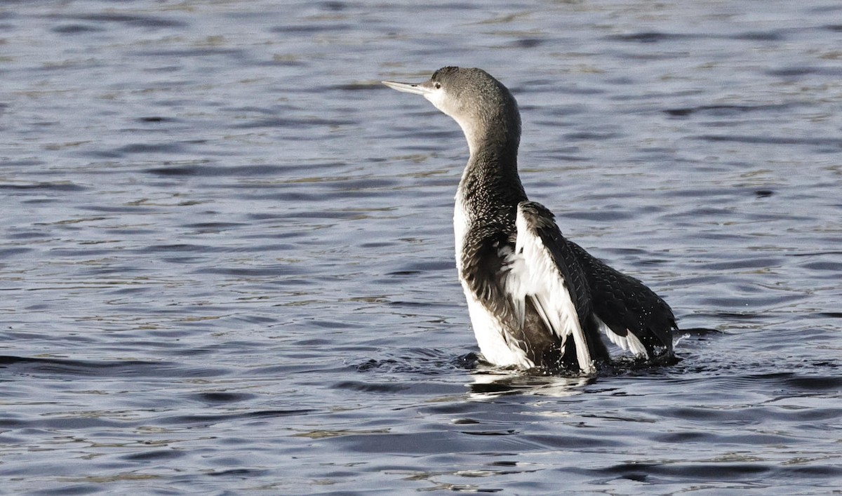 Red-throated Loon - Mark Dennis