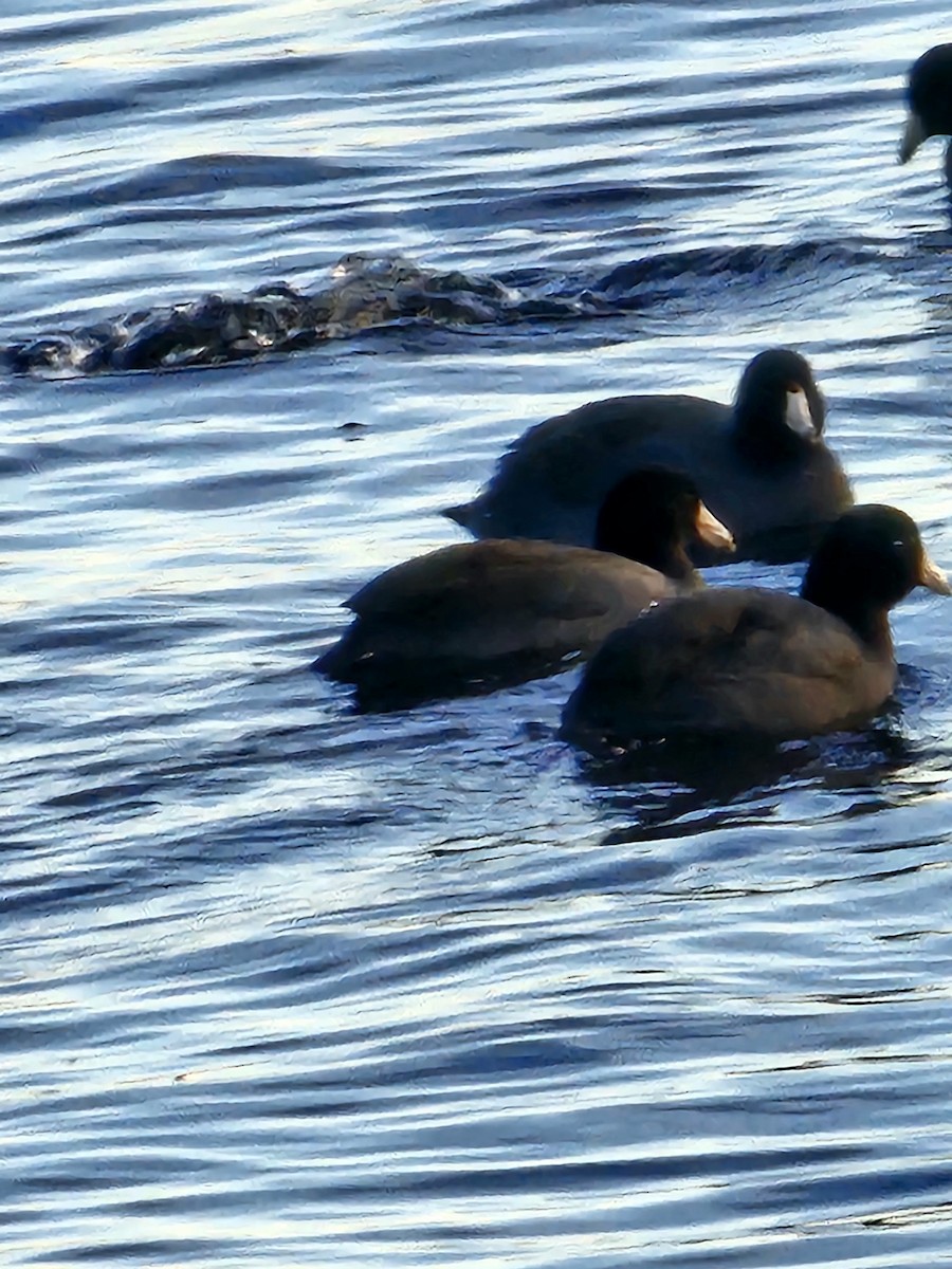 American Coot - Joao Faustino