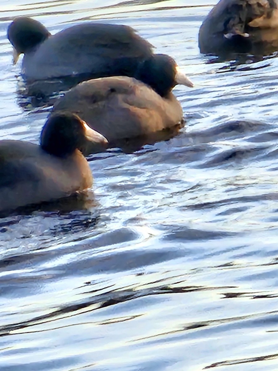 American Coot - ML612674781