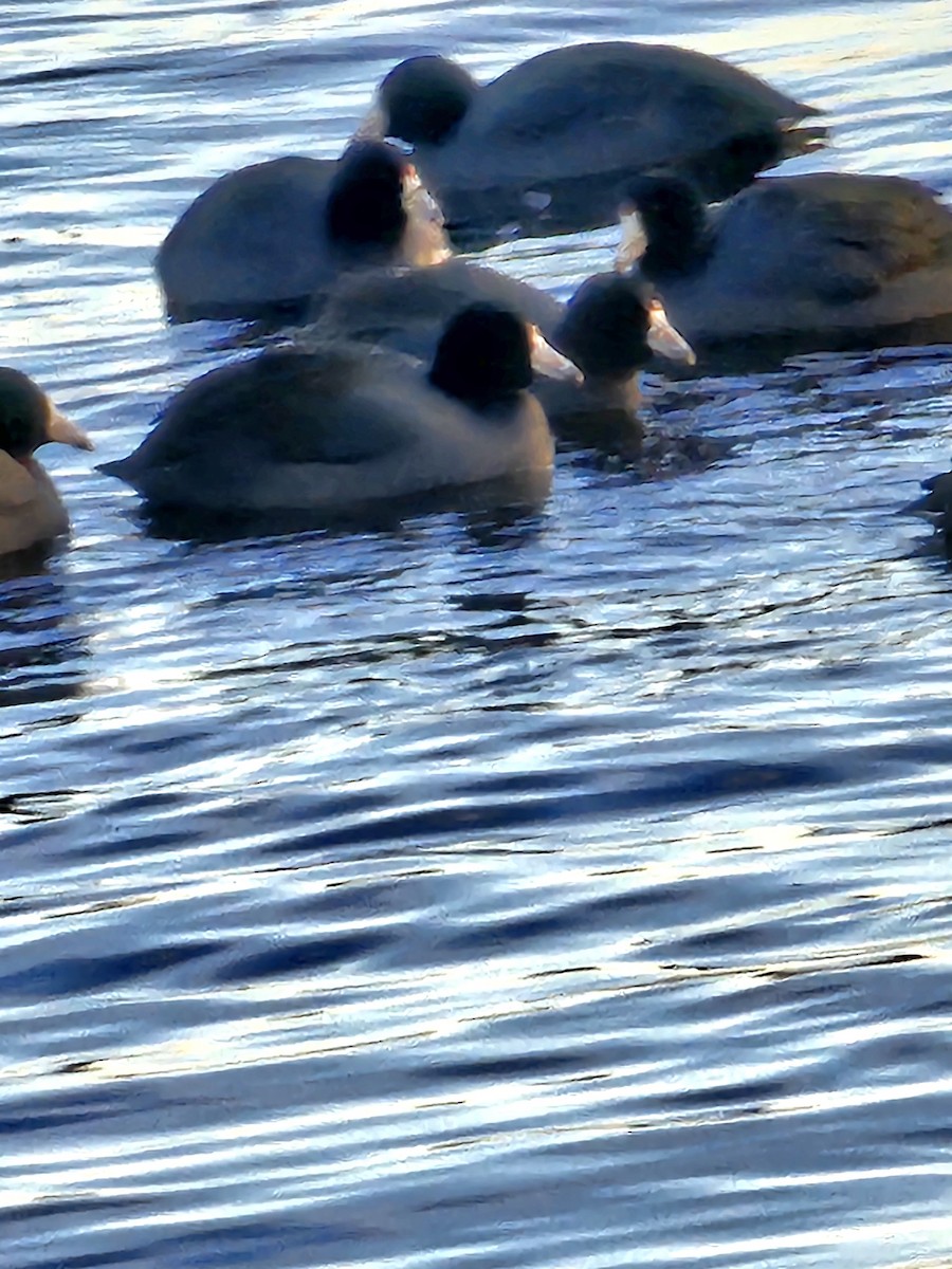 American Coot - ML612674782