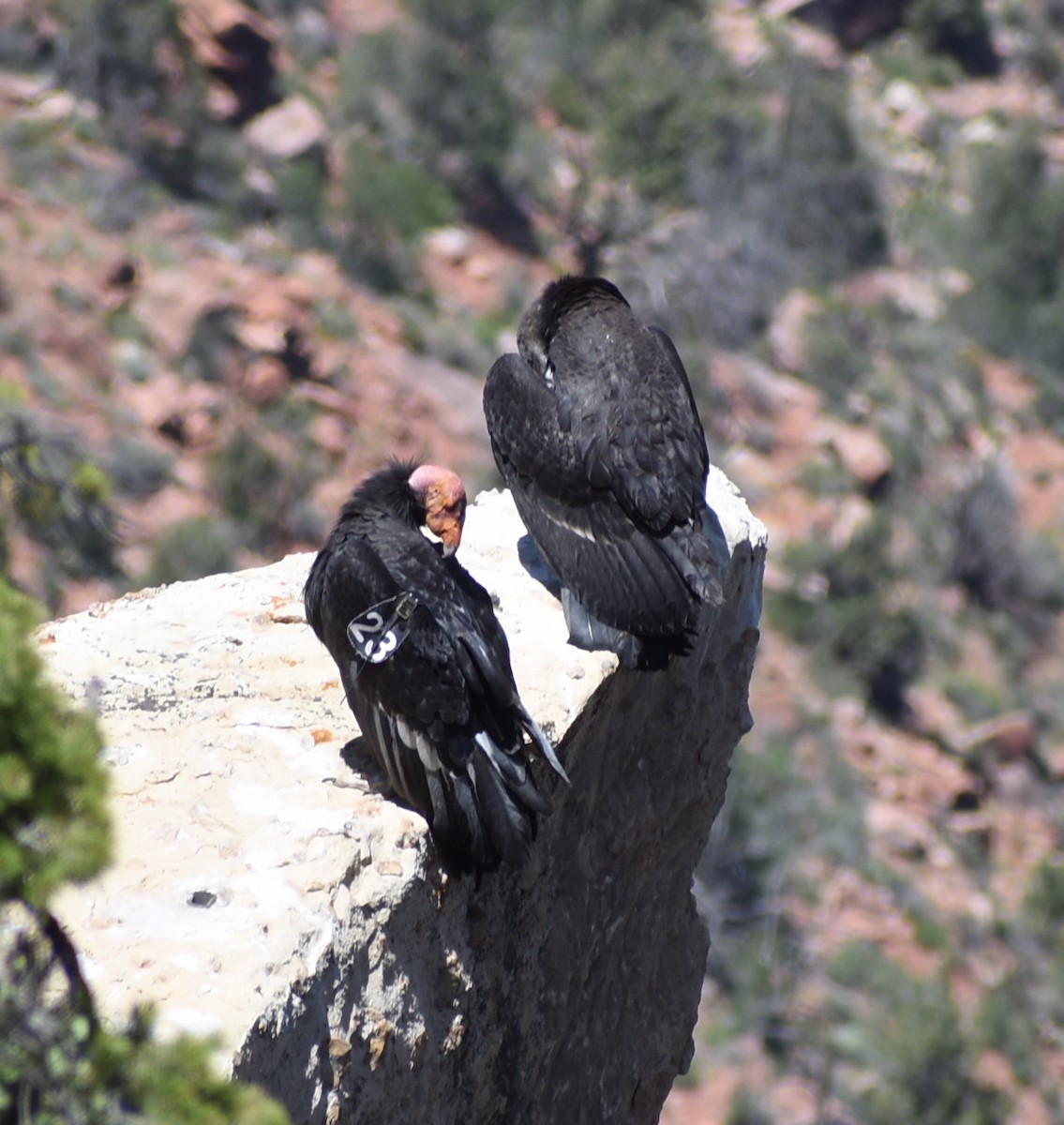 California Condor - ML612674800