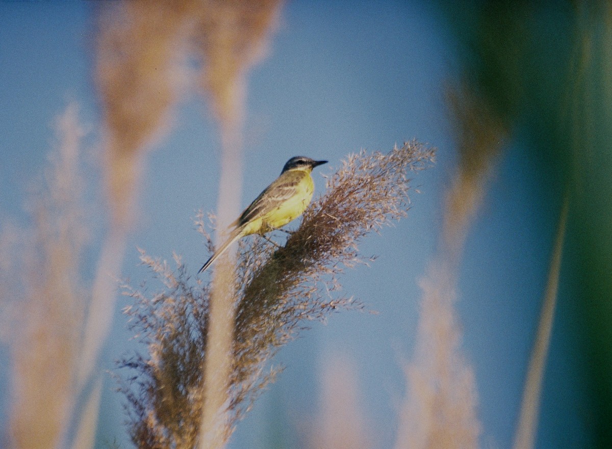 Western Yellow Wagtail - ML61267481