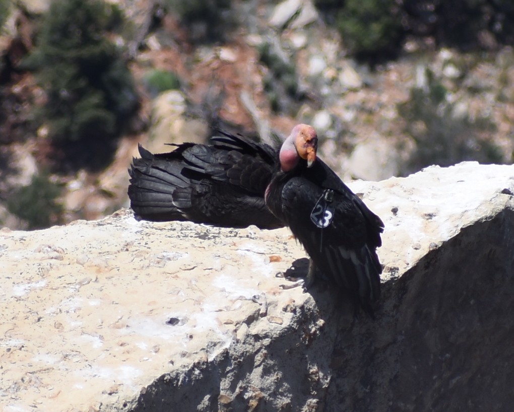 California Condor - ML612674819