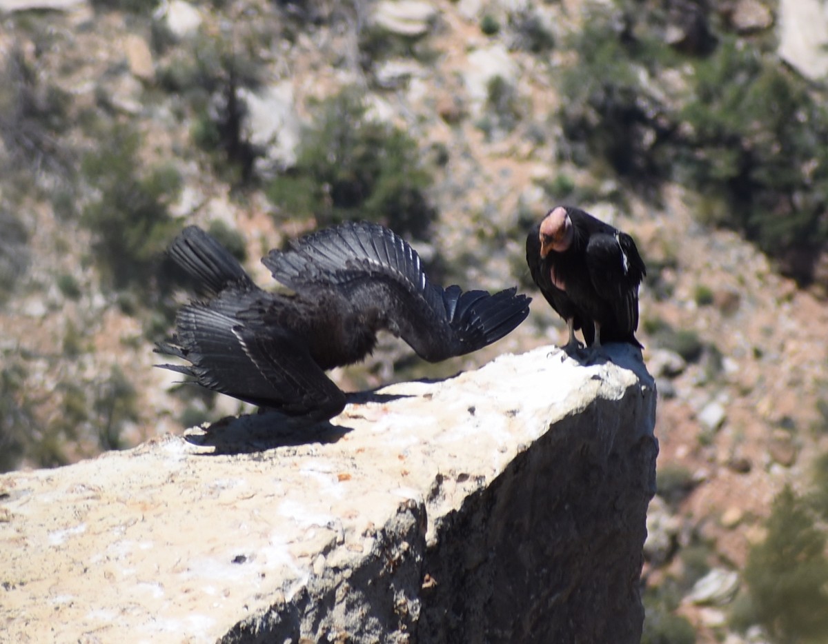 California Condor - ML612674825