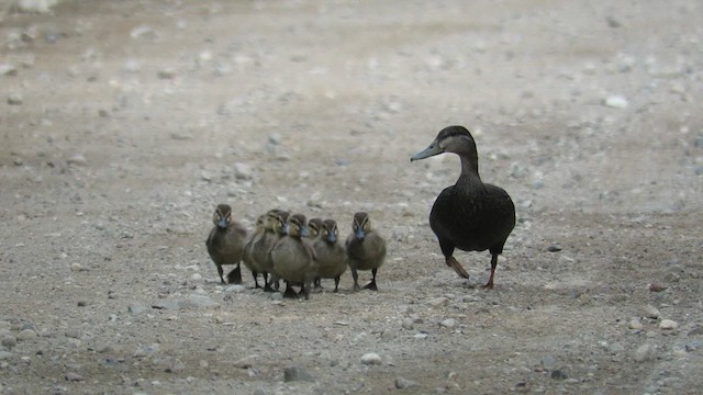 Canard noir - ML612674839