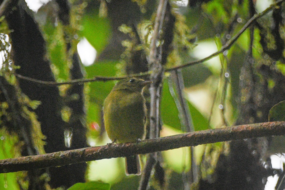 Green Manakin - Noah Price