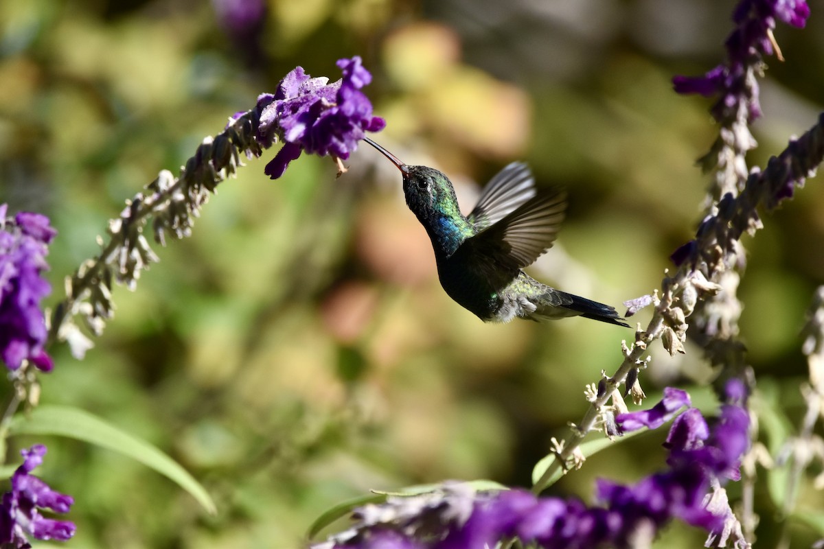 Broad-billed Hummingbird - Justin Konoff
