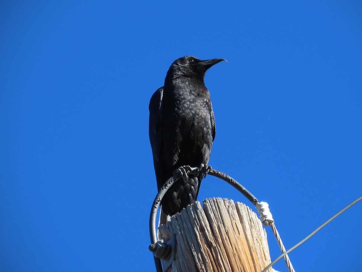 American Crow - ML612674881