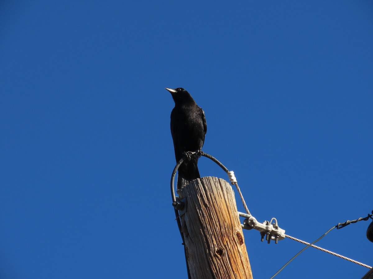 American Crow - ML612674882