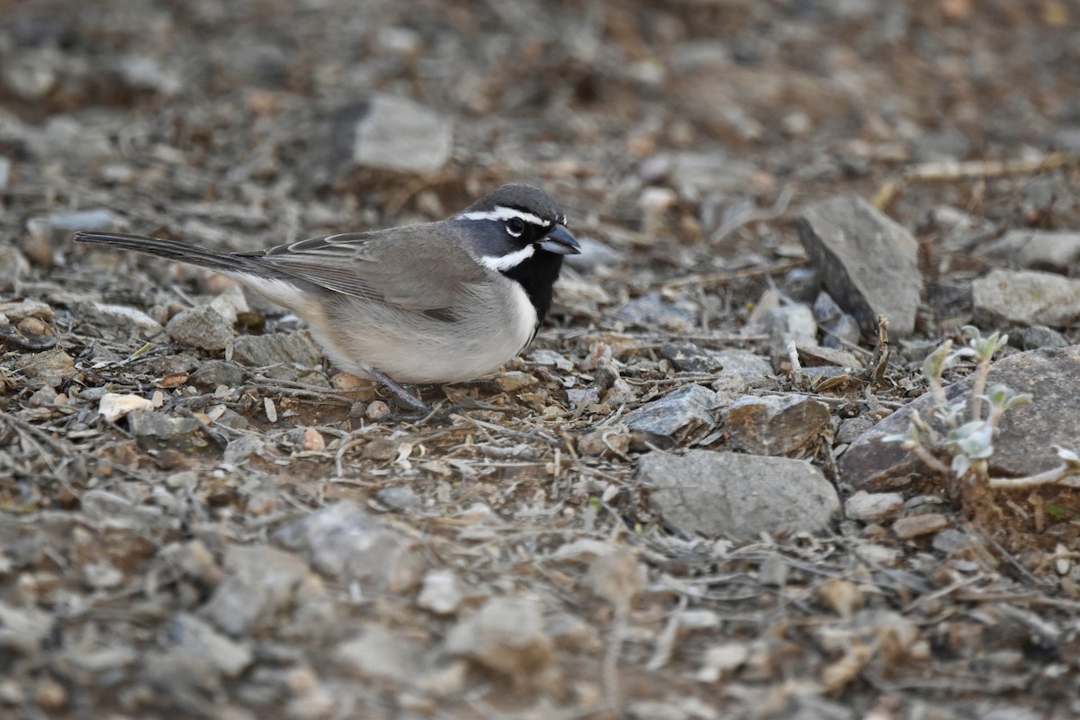 Black-throated Sparrow - Justin Konoff