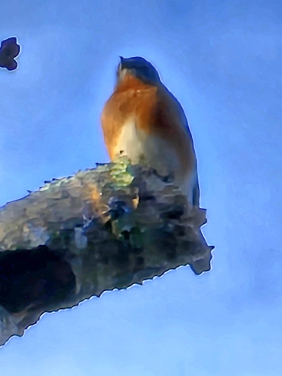 Eastern Bluebird - ML612674943
