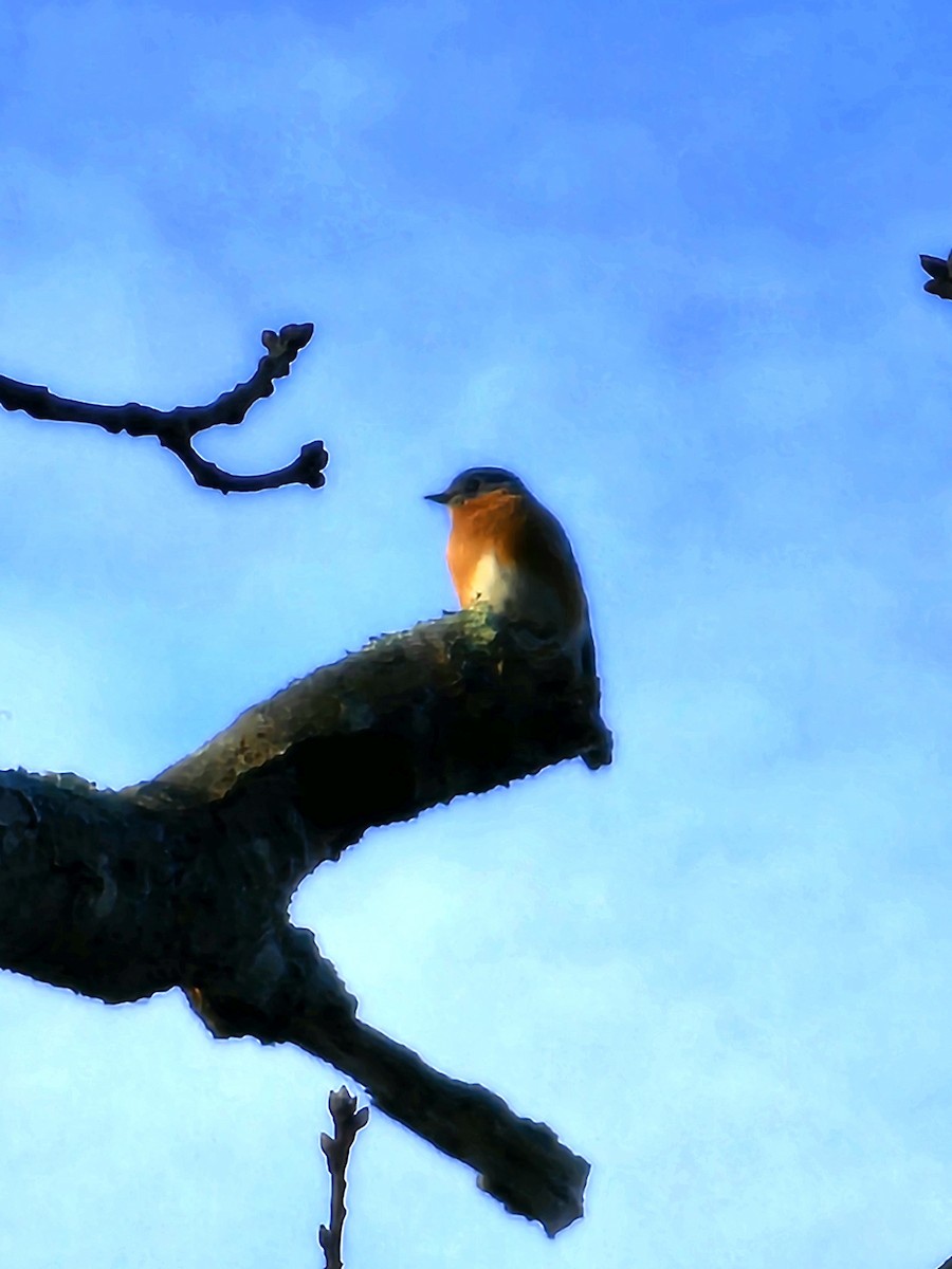 Eastern Bluebird - ML612674944