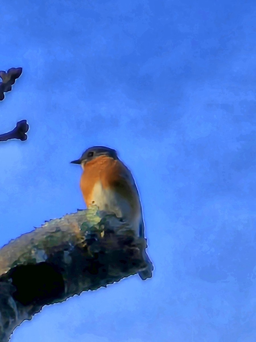 Eastern Bluebird - ML612674945