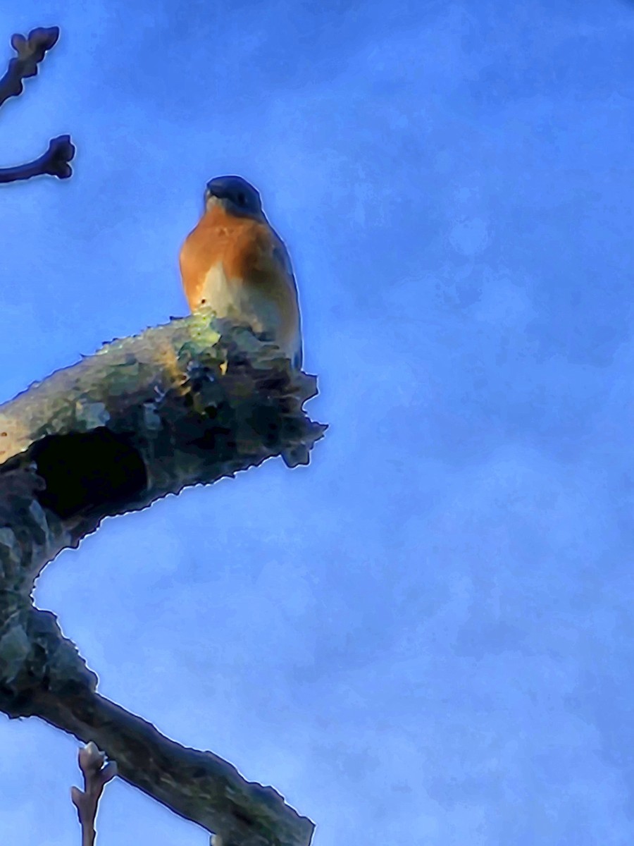 Eastern Bluebird - ML612674946