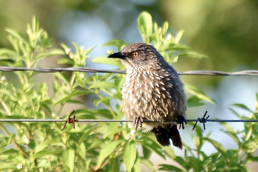 Arrow-marked Babbler - ML612674957