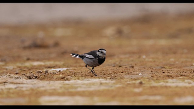 נחליאלי לבן (שחור-גב) - ML612674975