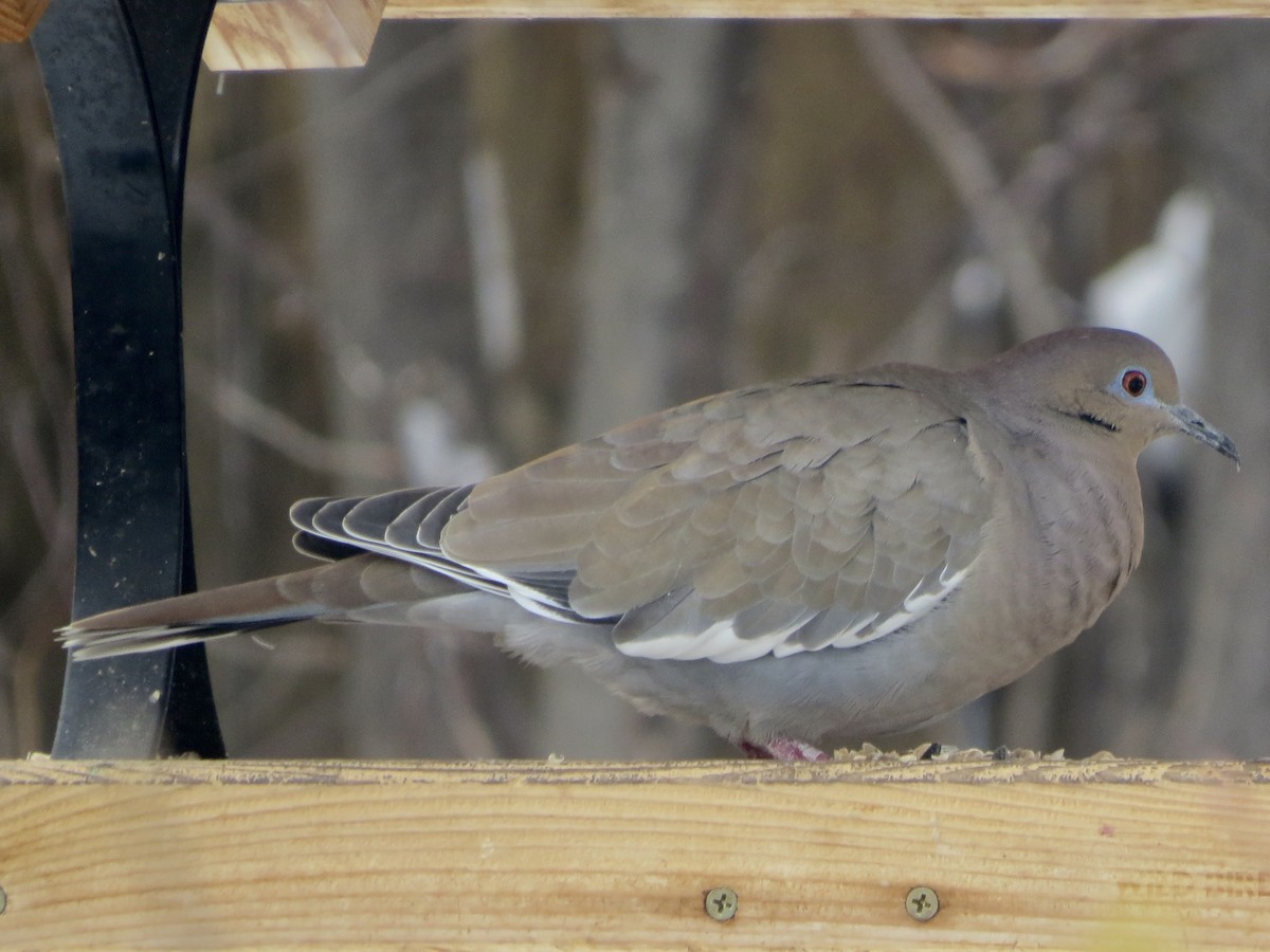 White-winged Dove - ML612675059