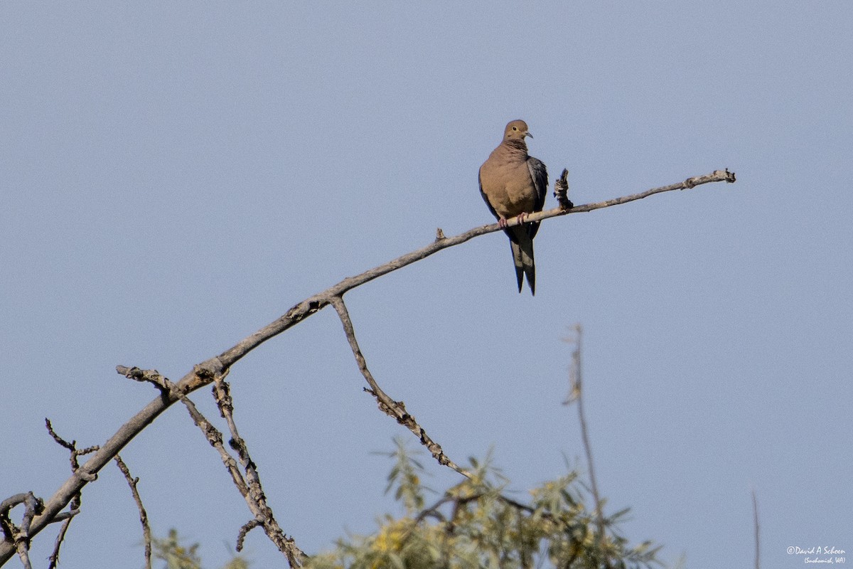 Mourning Dove - ML612675071